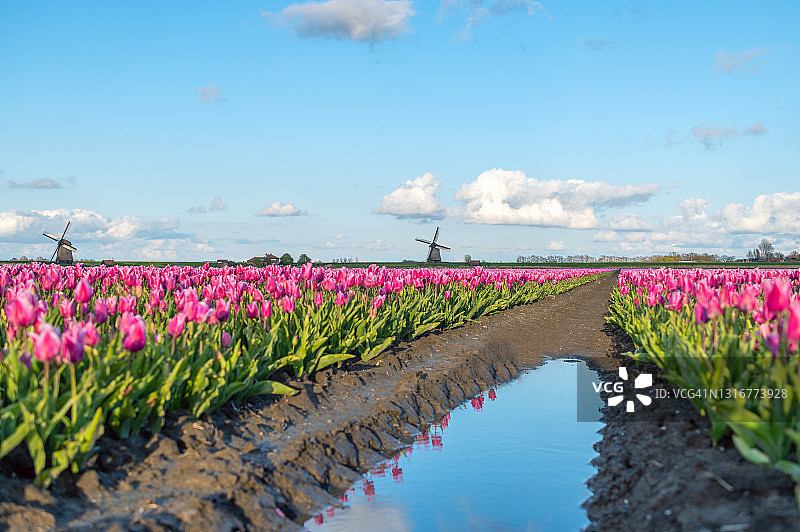 以风车为背景的郁金香花田图片素材