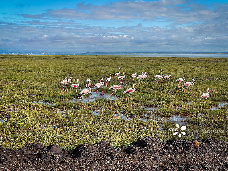 肯尼亚安博塞利国家公园湿地中的火烈鸟图片素材