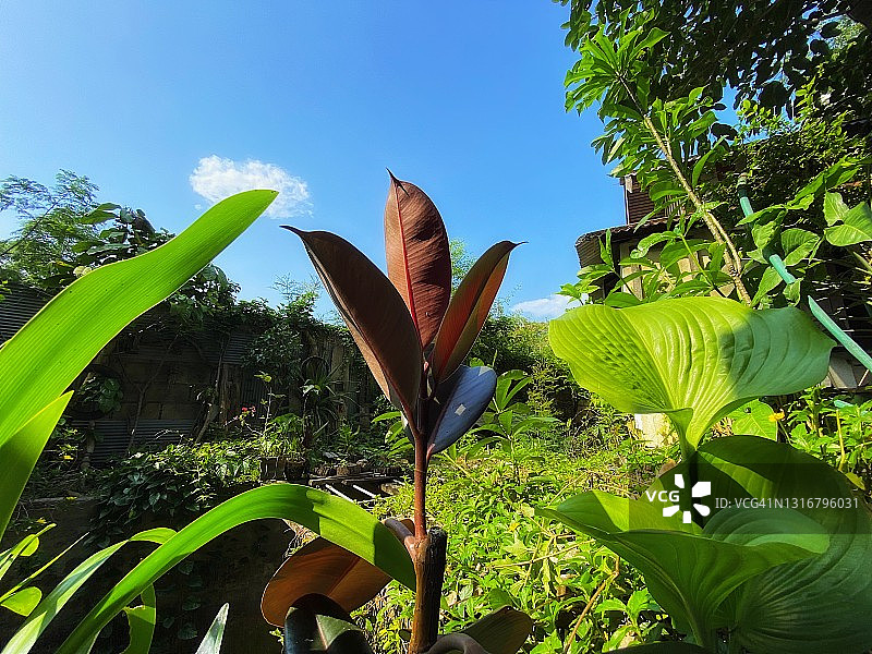 橡胶植物图片素材
