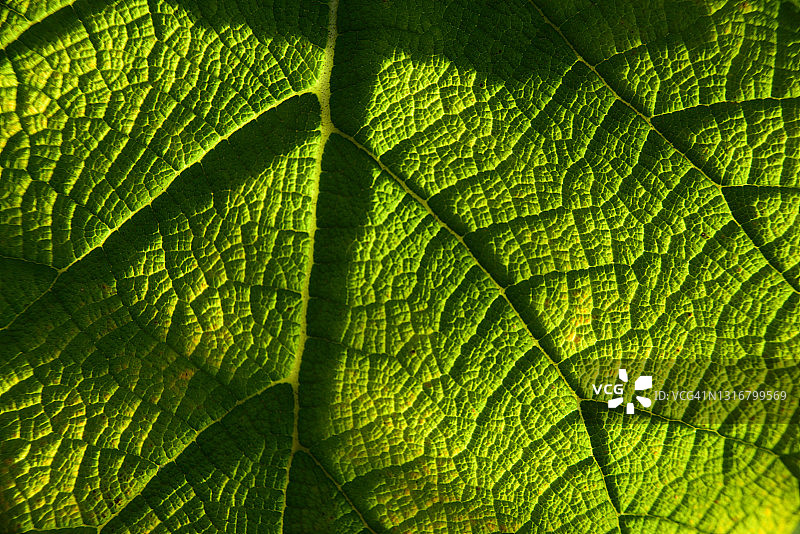 维甘地树叶图片素材