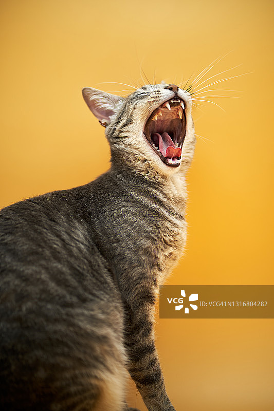 黄色背景下的家养短毛猫图片素材