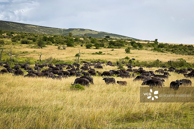 非洲稀树草原上的混合草食动物群，肯尼亚马赛马拉，2021年图片素材