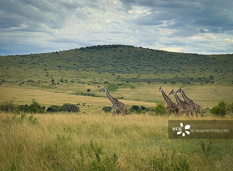 肯尼亚东非马赛马拉禁猎区内的长颈鹿图片素材
