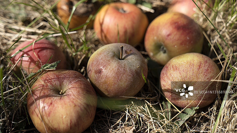 收获时节的成熟苹果图片素材