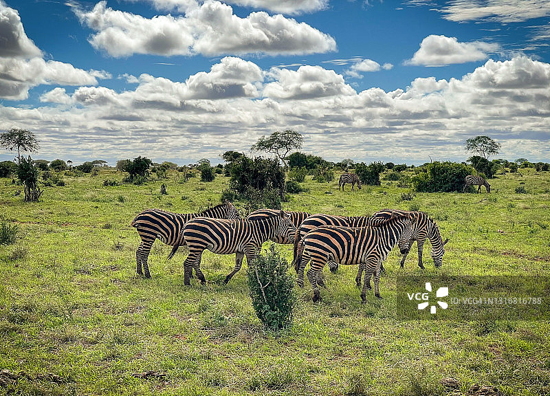 非洲野生动物园，肯尼亚草原的细纹斑马图片素材