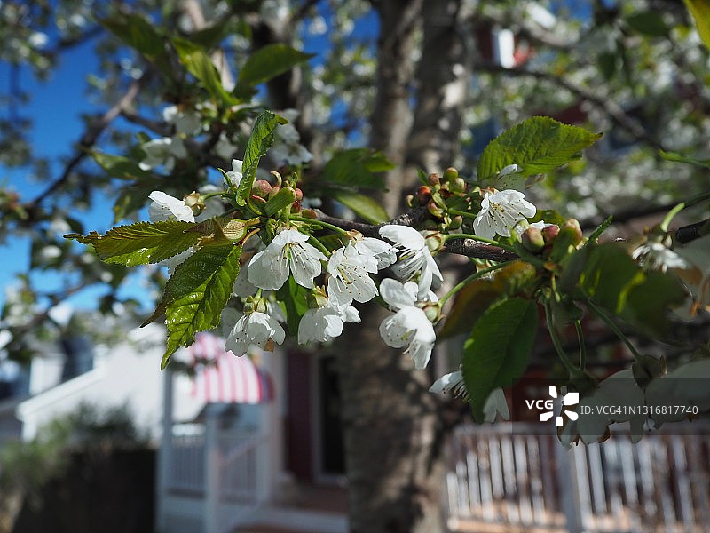 密歇根阳光下的春日樱花图片素材