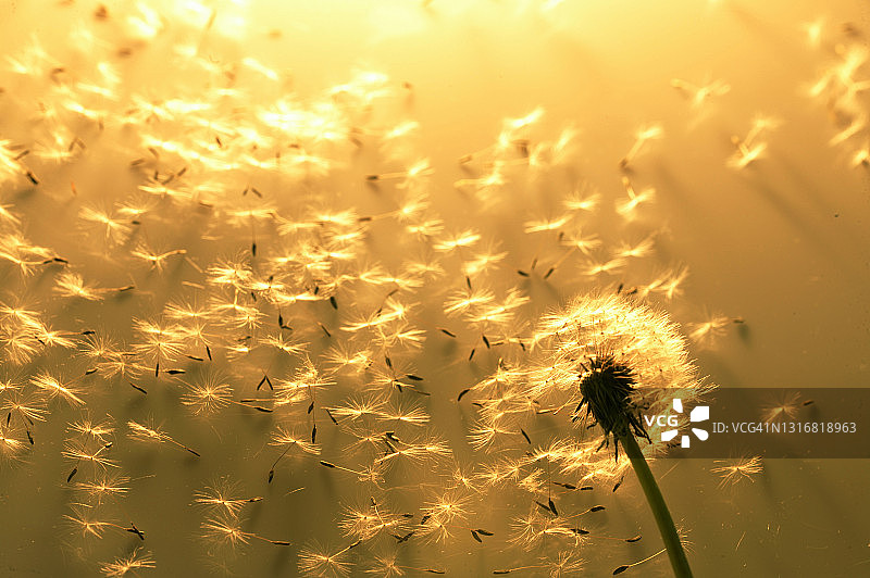 蒲公英图片素材