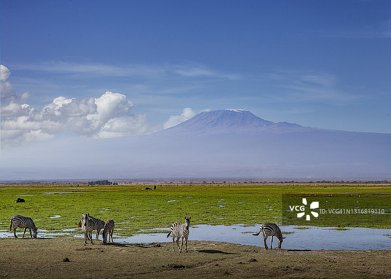 在池塘附近吃草的斑马图片素材