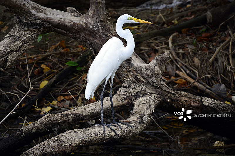 大白鹭图片素材