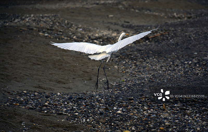 大白鹭图片素材