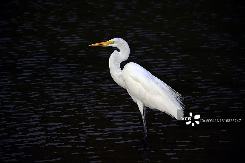 大白鹭图片素材