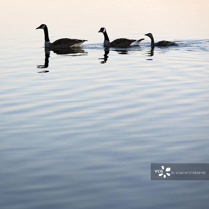 加拿大鹅图片素材