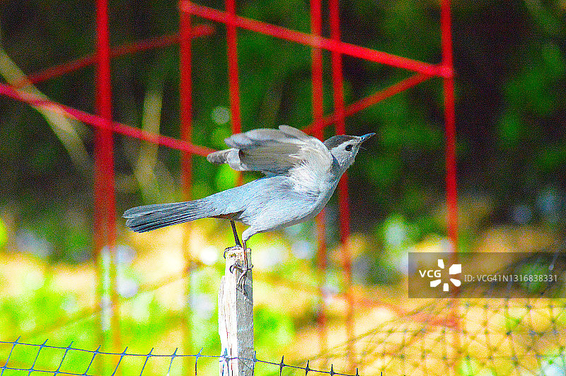 灰色的猫鹊图片素材