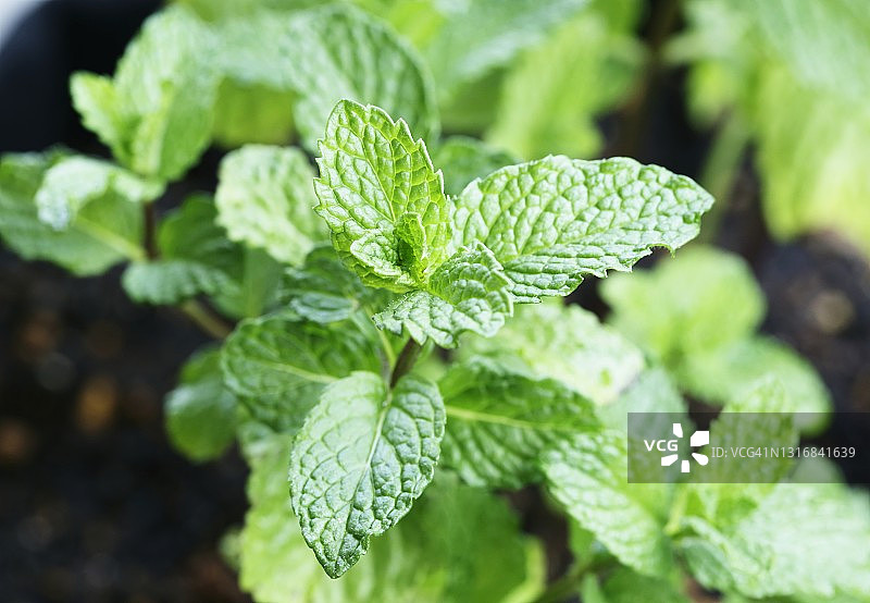 薄荷盆栽图片素材