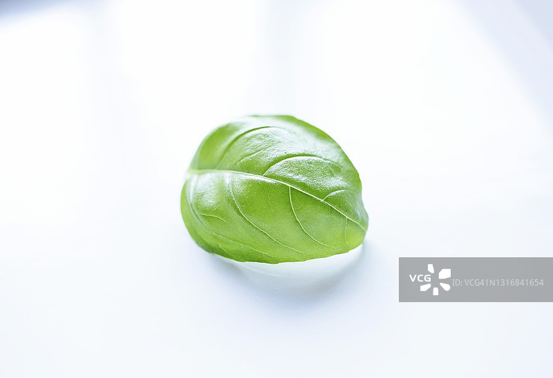 新鲜的甜罗勒叶图片素材
