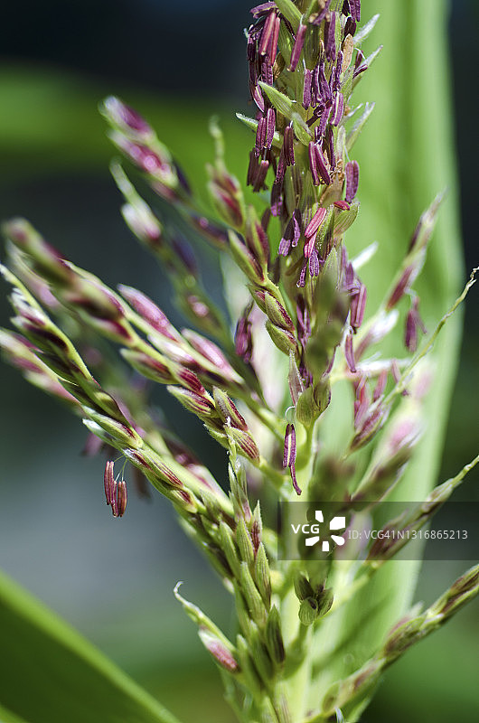 玉米穗图片素材