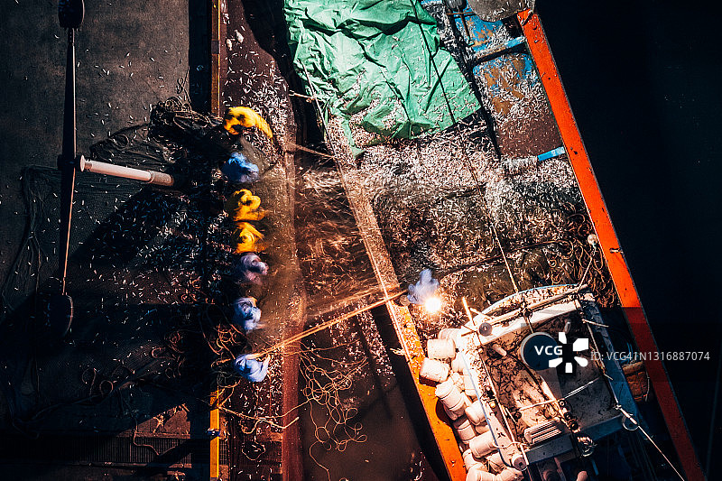 从渔网中收集捕获的鱼图片素材