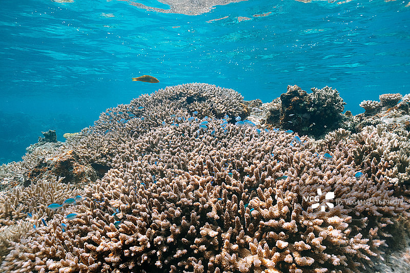 冲绳，日本，清澈的海水中带有蓝色热带鱼的珊瑚礁图片素材