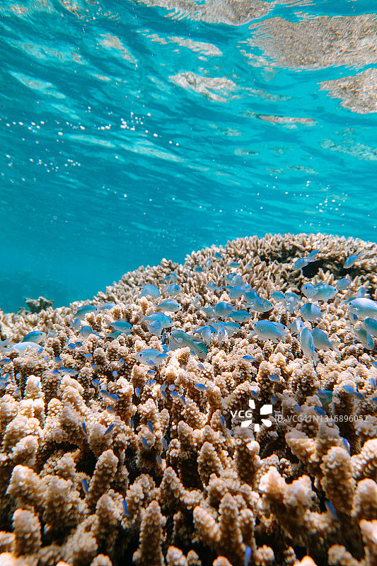 日本冲绳县石垣市西表石垣国立公园的珊瑚与蓝色热带鱼图片素材