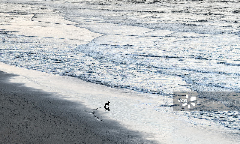在海滩上奔跑的小狗图片素材