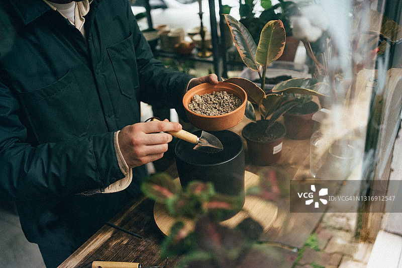 橡胶树植物护理和种植图片素材