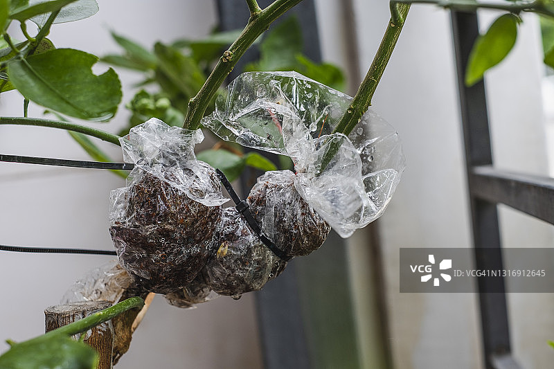 嫁接在酸橙树枝上的树苗，覆盖椰棕纤维和塑料袋图片素材