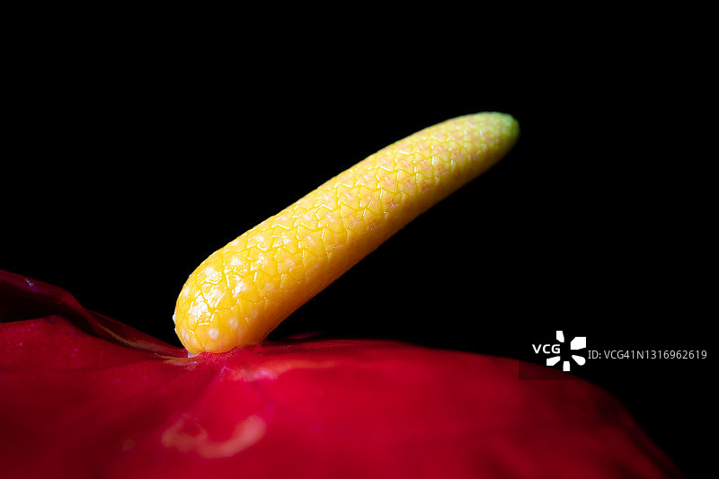 红色红掌花图片素材