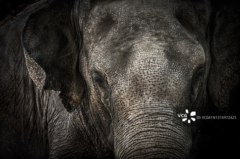 大象肖像图片素材