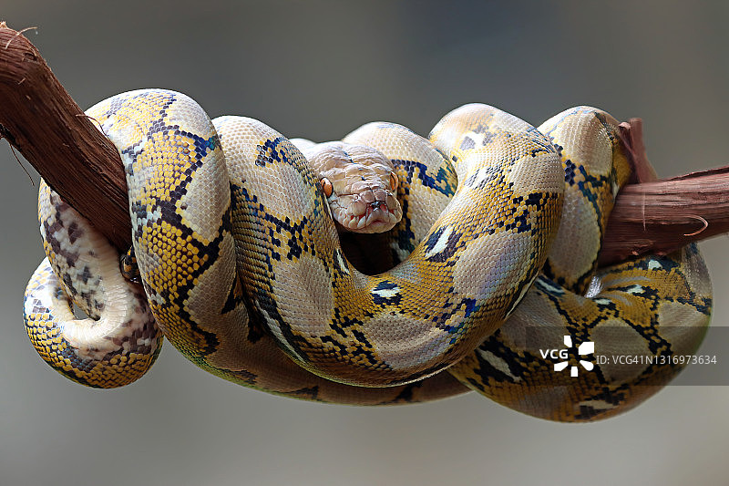 印度尼西亚，树枝上睡觉的蟒蛇特写图片素材