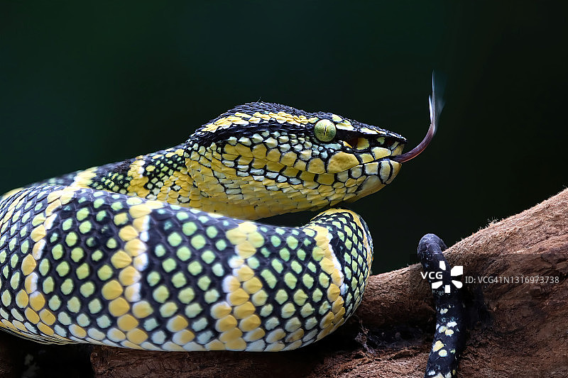 瓦格勒腹蛇，印度尼西亚图片素材