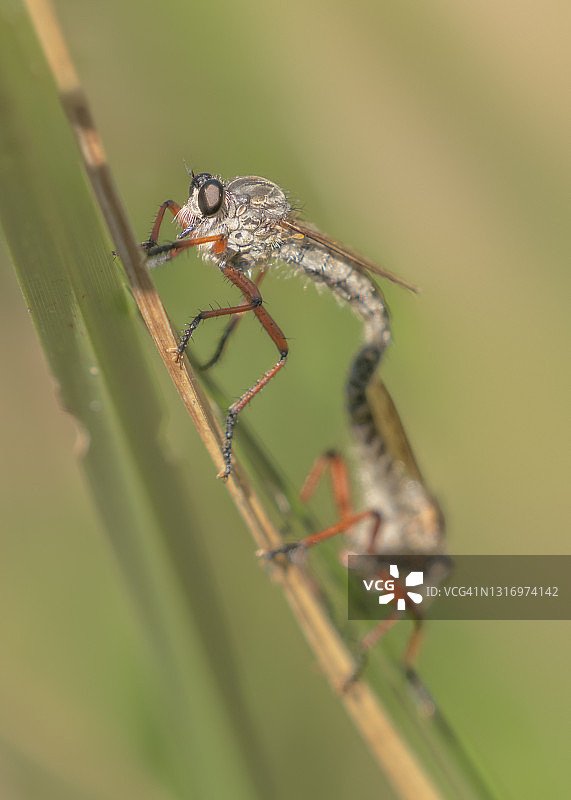 澳大利亚长草上交配的食蚜蝇特写图片素材