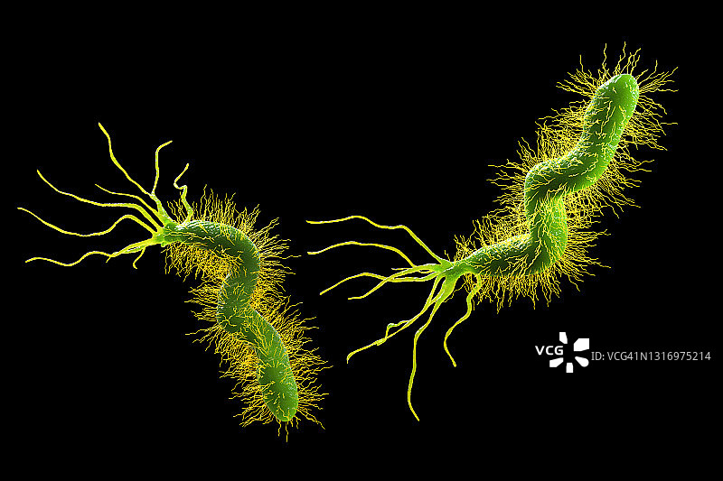 幽门螺杆菌图片素材