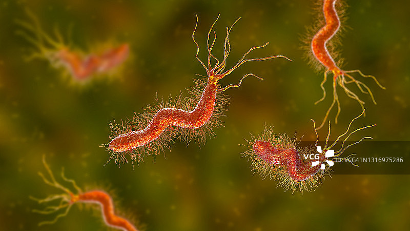 幽门螺杆菌图片素材