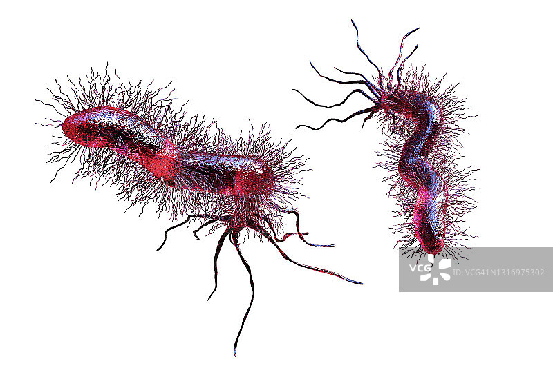 幽门螺杆菌图片素材