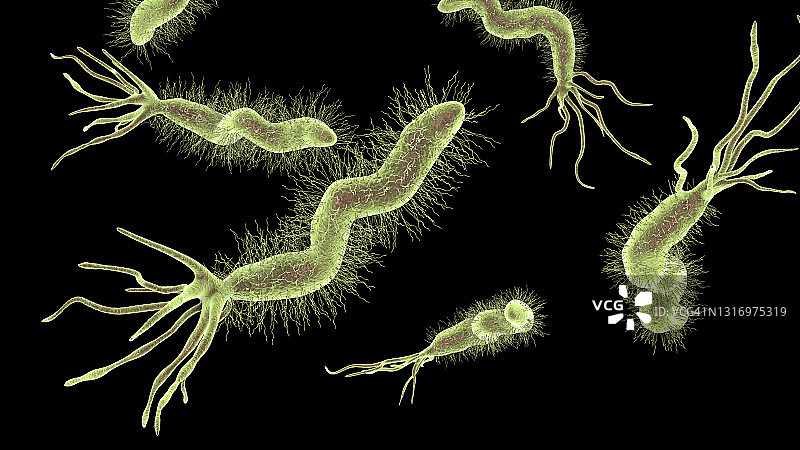 幽门螺杆菌图片素材