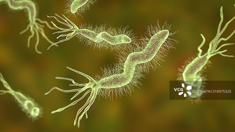 幽门螺杆菌图片素材