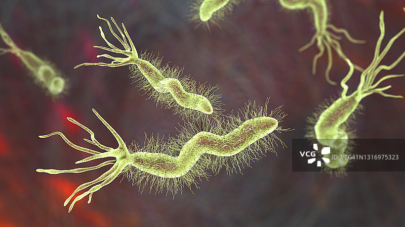 幽门螺杆菌图片素材