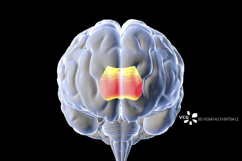 突出显示胼胝体的人脑，插图图片素材
