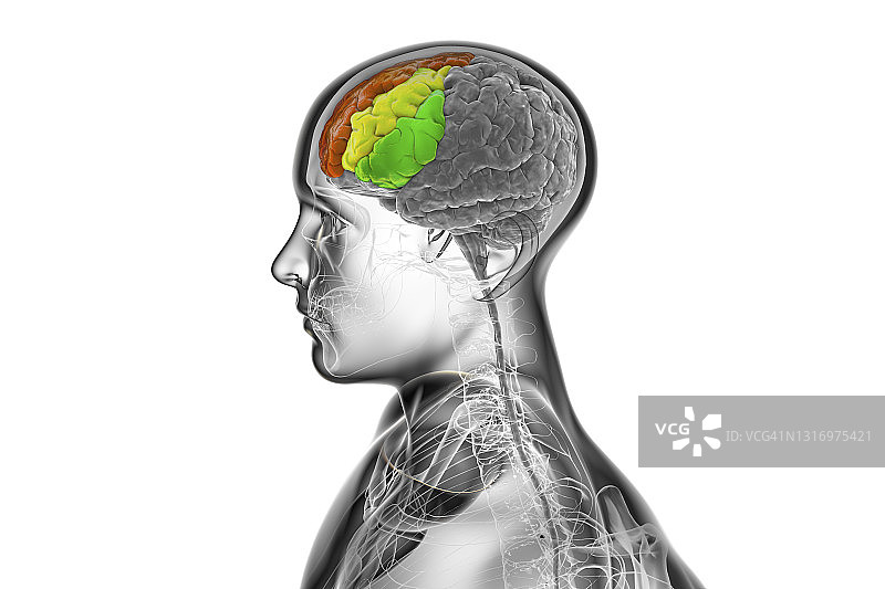 突出显示额回的人脑图片素材
