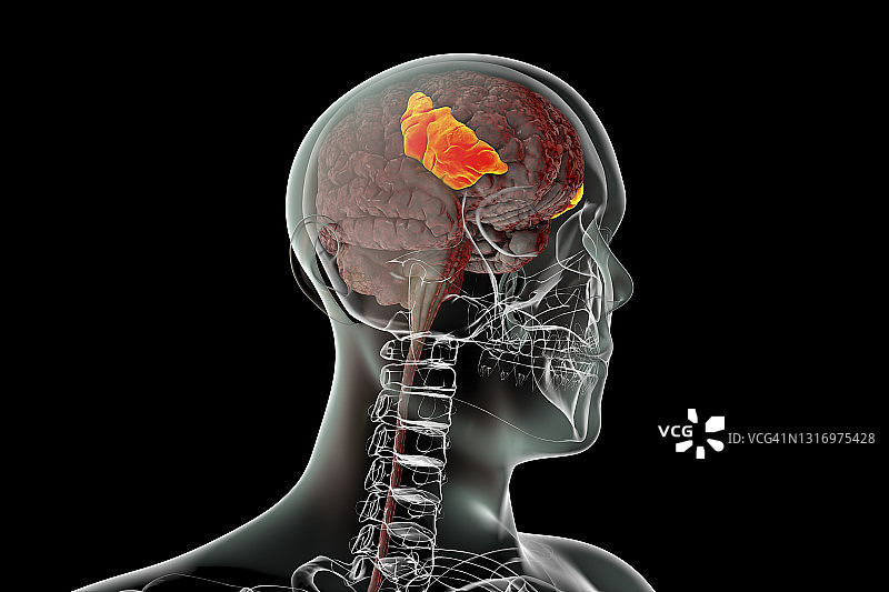 突出显示的大脑额下回插画图片素材
