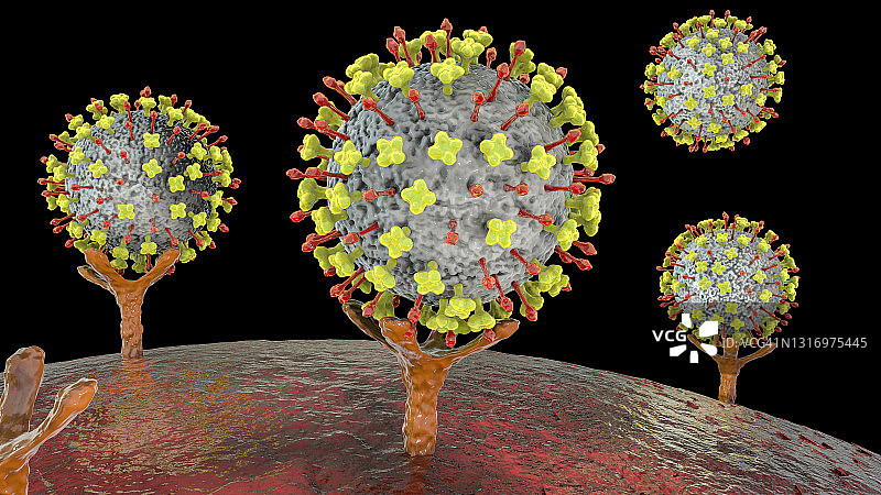尼帕病毒与人体细胞结合示意图图片素材