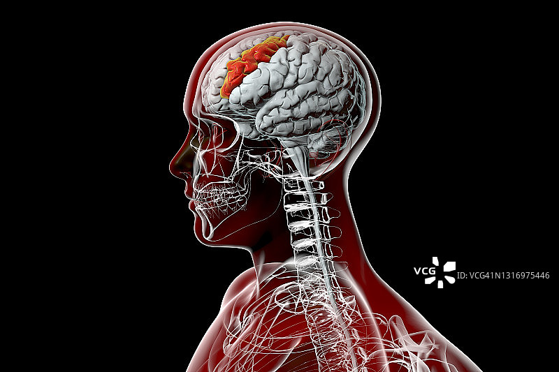 大脑突出显示中间额回插图图片素材