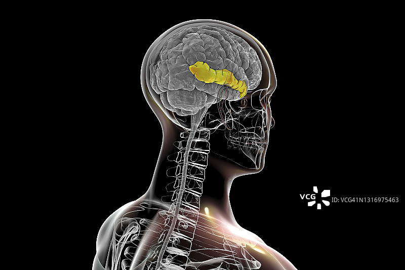 突出显示大脑颞中回插图图片素材