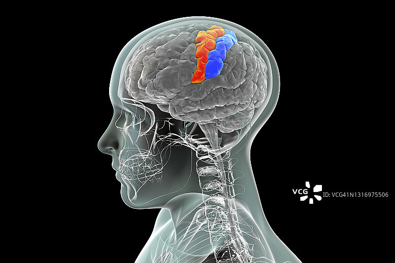 大脑中央前回和中央后回示意图图片素材