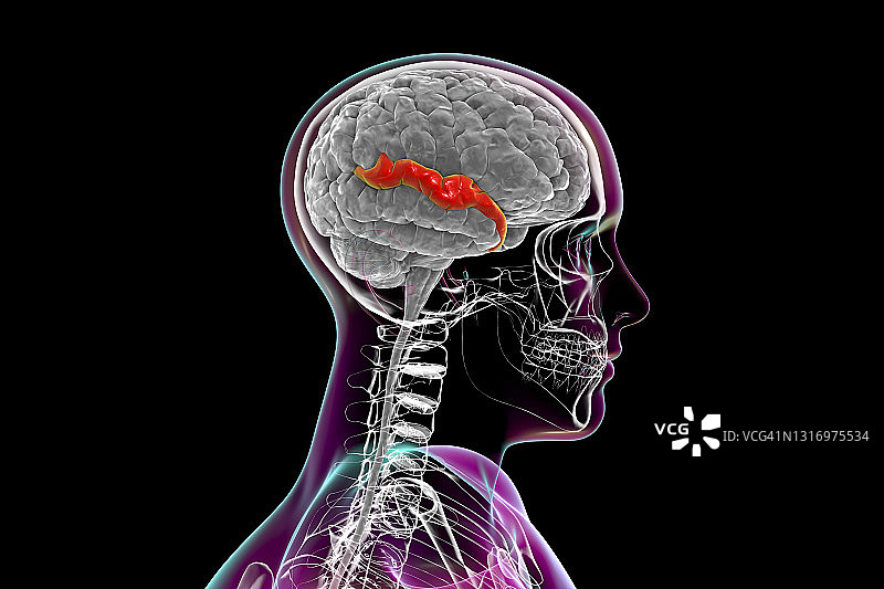 突出显示颞上回的大脑示意图图片素材