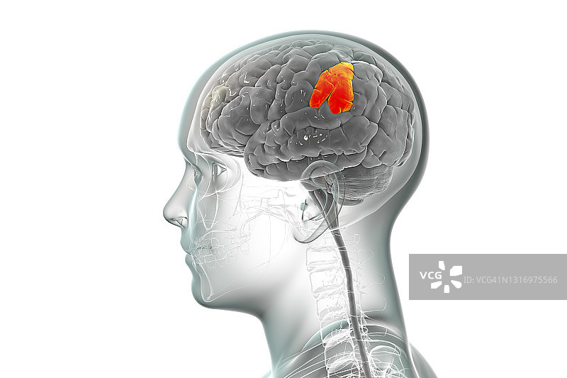 大脑与高亮缘上回插图图片素材
