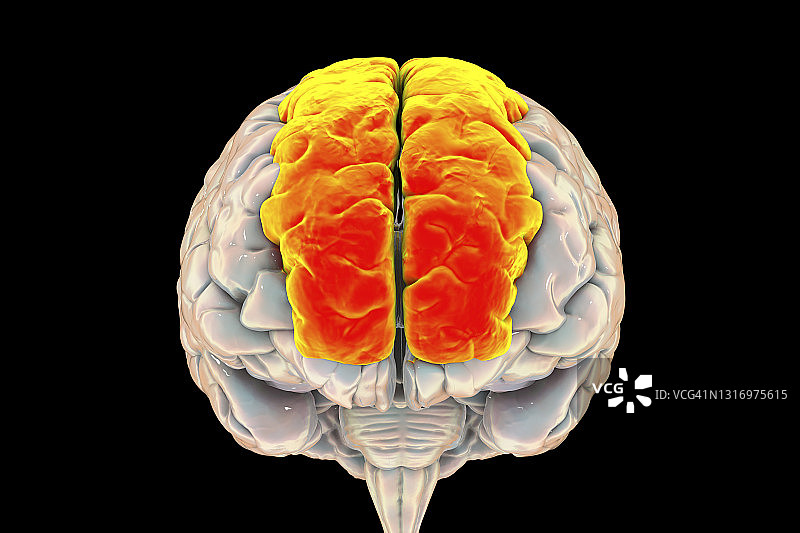 大脑与突出的额上回，插图图片素材