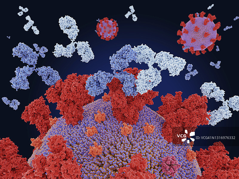 与冠状病毒结合的抗体混合物，图示图片素材