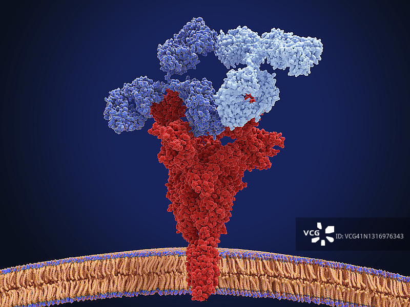 与冠状病毒结合的抗体混合物，图示图片素材