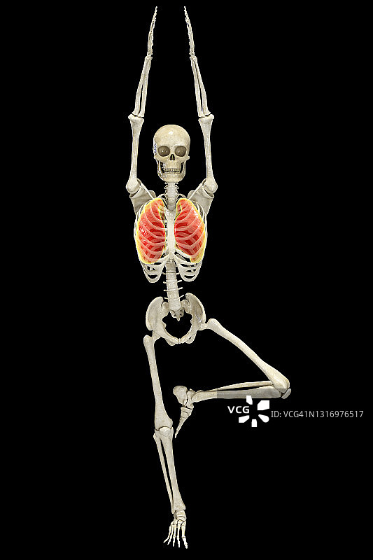 树上瑜伽姿势的骷髅插画图片素材